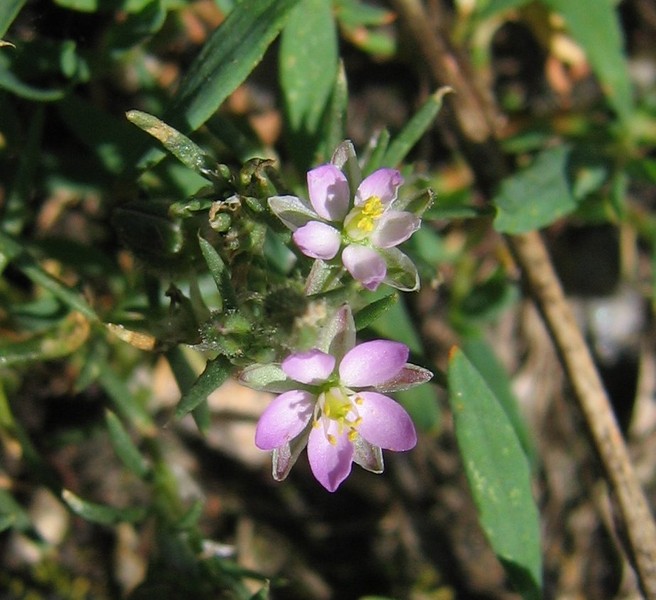 Spergularia rubra